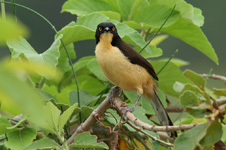 Black-capped Donacobius